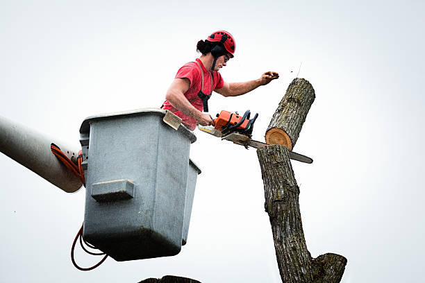 Arkwright, SC Tree Care Company